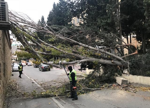 Bakıda külək 14 ağacı aşırıb