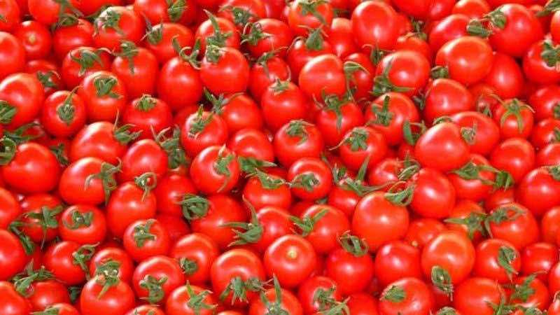 Daha 7 müəssisədən Rusiyaya pomidor ixracına icazə verildi - Siyahı