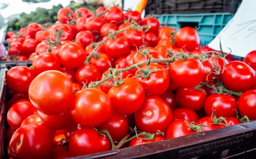 Daha 7 sahibkarın Rusiyaya pomidor ixracına icazə verildi