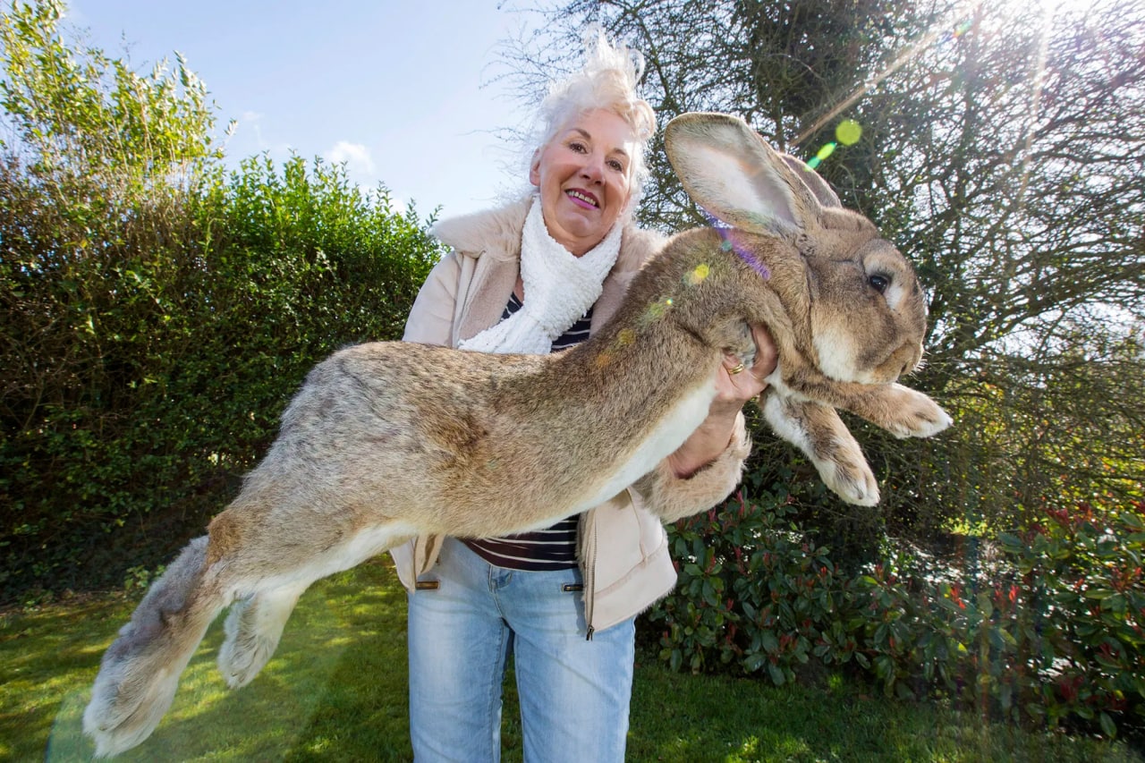 Dünyanın ən böyük dovşanı oğurlandı – FOTO