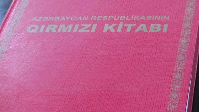 Azərbaycanda 