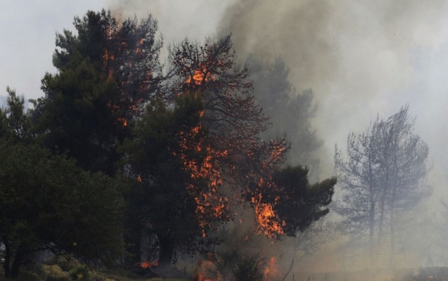 Bakıda yanğında 12 ağac məhv oldu