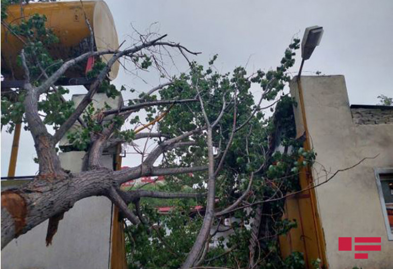 Güclü külək Gəncədə ciddi problemlər yaratdı - FOTO