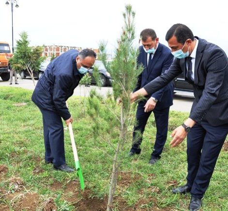 Goranboyda 200 ədəd qoz ağacı əkildi - FOTOLAR