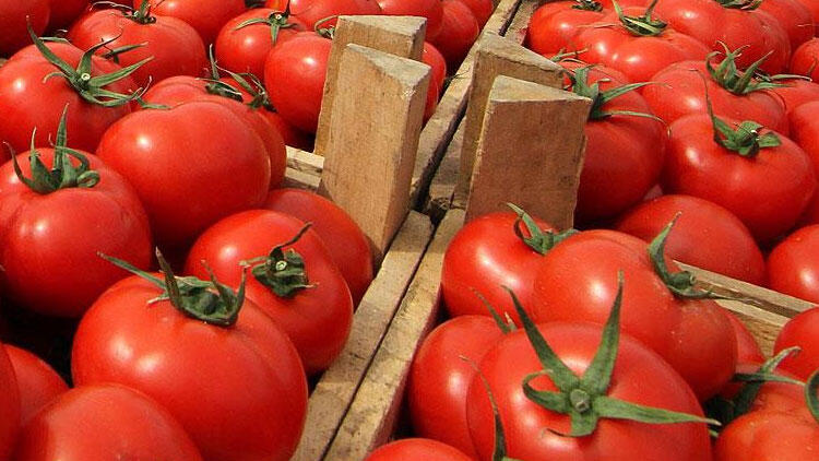 Daha 30 şirkət Rusiyaya pomidor ixrac edəcək