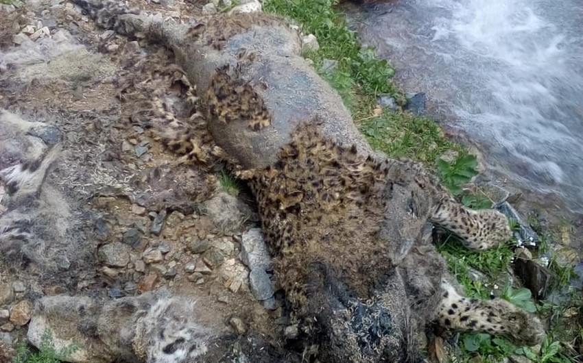Ordubad dağlarında bəbir cəsədi aşkarlandı - FOTOLAR