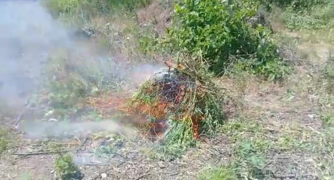 Ağdamda narkotik plantasiyası aşkarlandı - FOTO