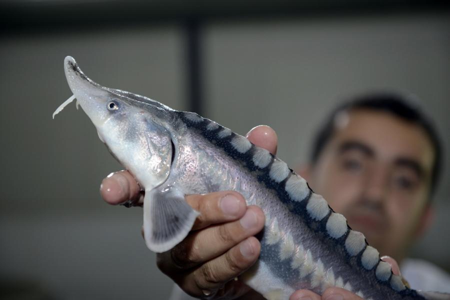 Azərbaycanda balıqçlar yeni təşkilatda birləşdilər