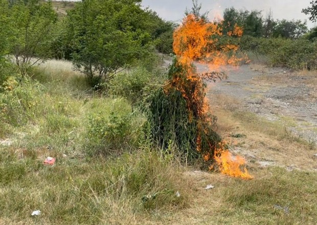 Ağsuda 1 tondan artıq çətənə kolu məhv edildi