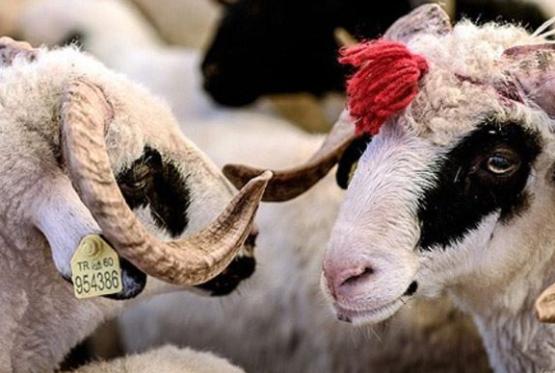 Qurban bayramı günlərində satış yarmarkaları olacaq?