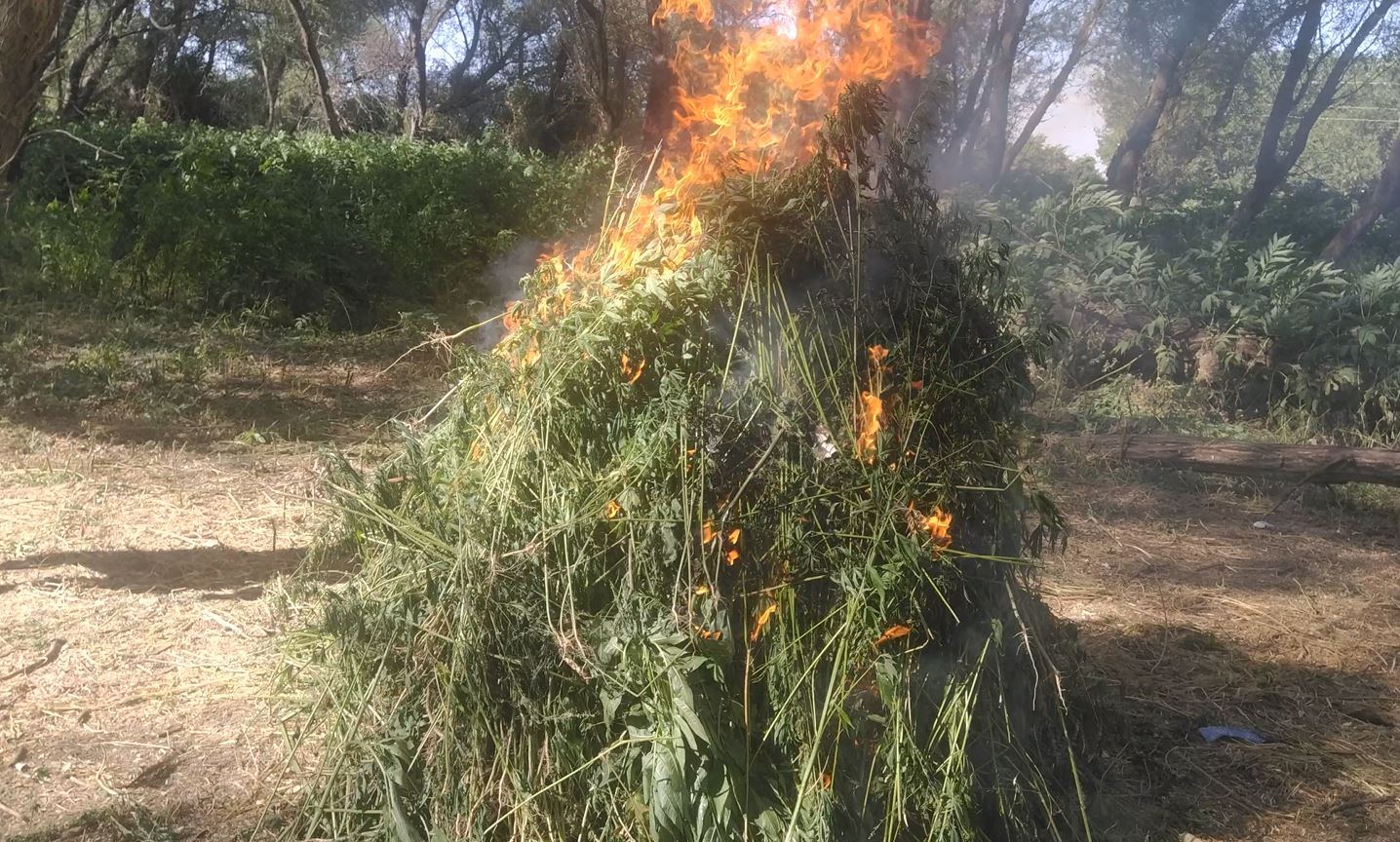 Gəncədə yabanı çətənə kolları məhv edildi