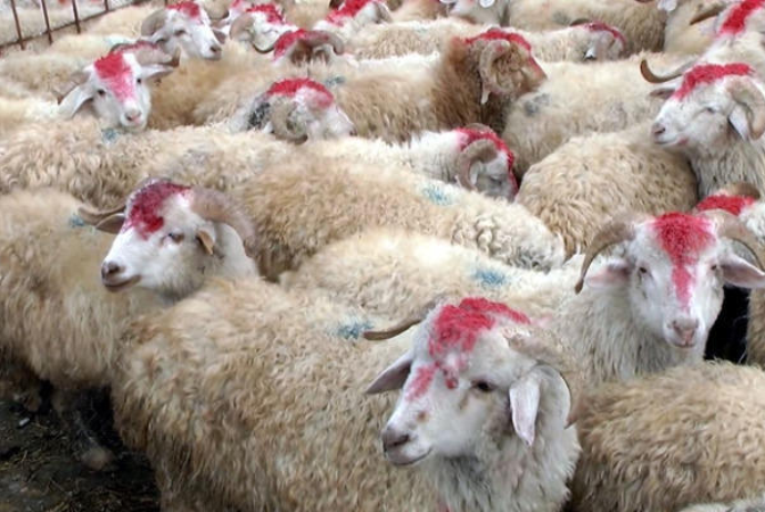 TƏBİB-dən Qurban bayramı ilə bağlı ÇAĞIRIŞ