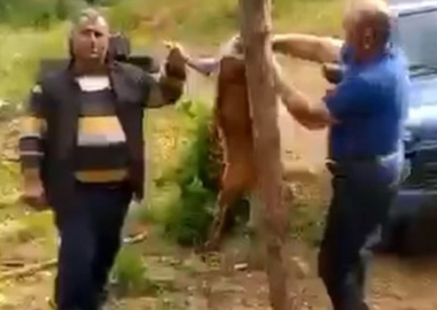 Laçında cüyür ovlayıb məclis qurdular - VİDEO