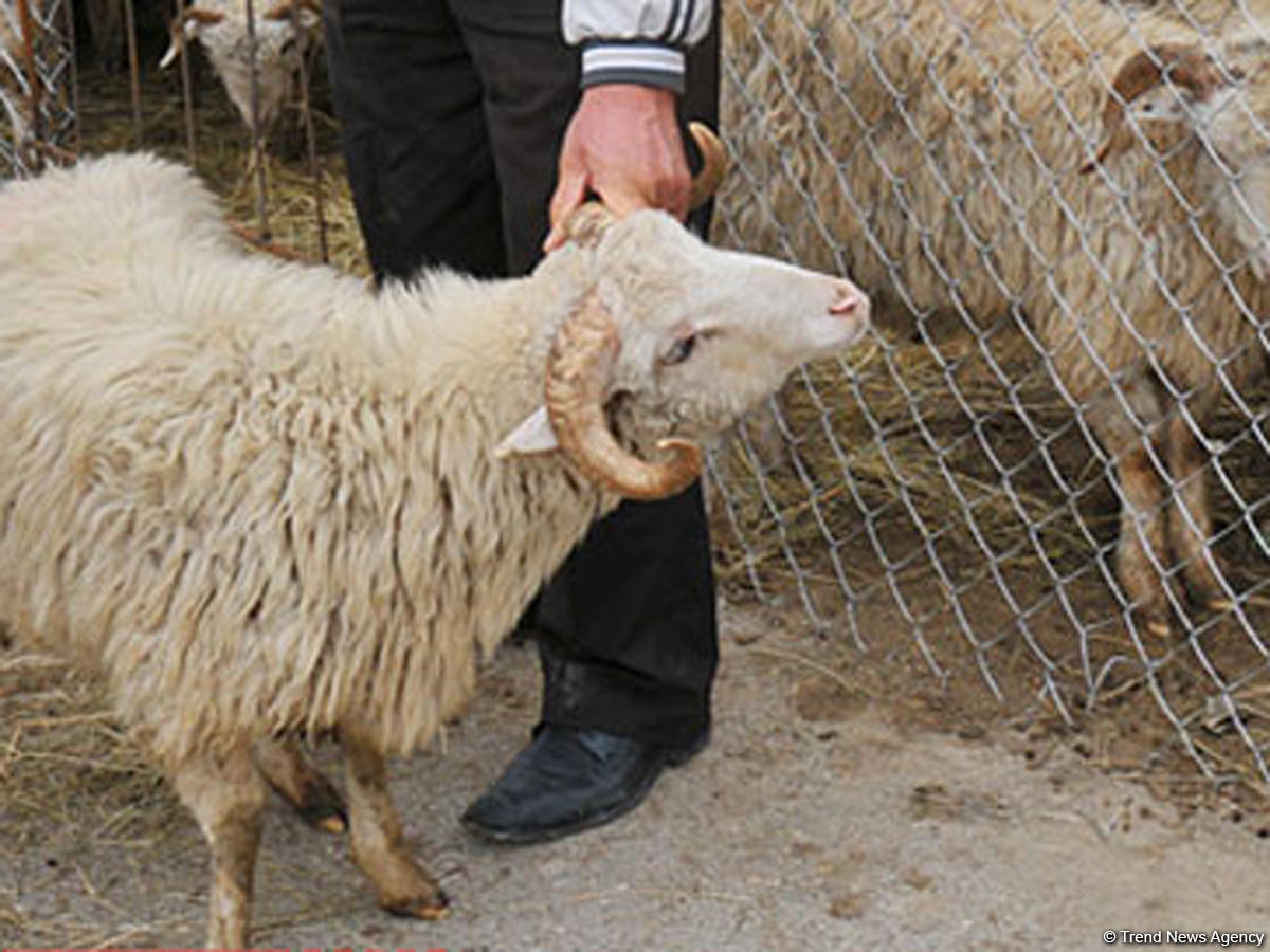 Qurbanlıq heyvanların satışı və kəsim yerləri açıqlandı - ÜNVANLAR
