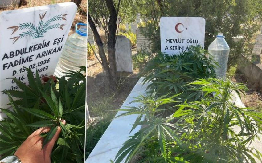 Gənc oğlan nənə və babasının məzarında narkotik əkdi - FOTO