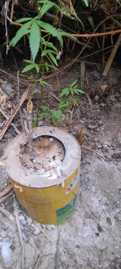 Kultivasiya yolu ilə narkotik becərən şəxs saxlanıldı