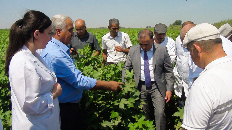 Pambıq toxumlarından yüksək nəticə əldə olunub