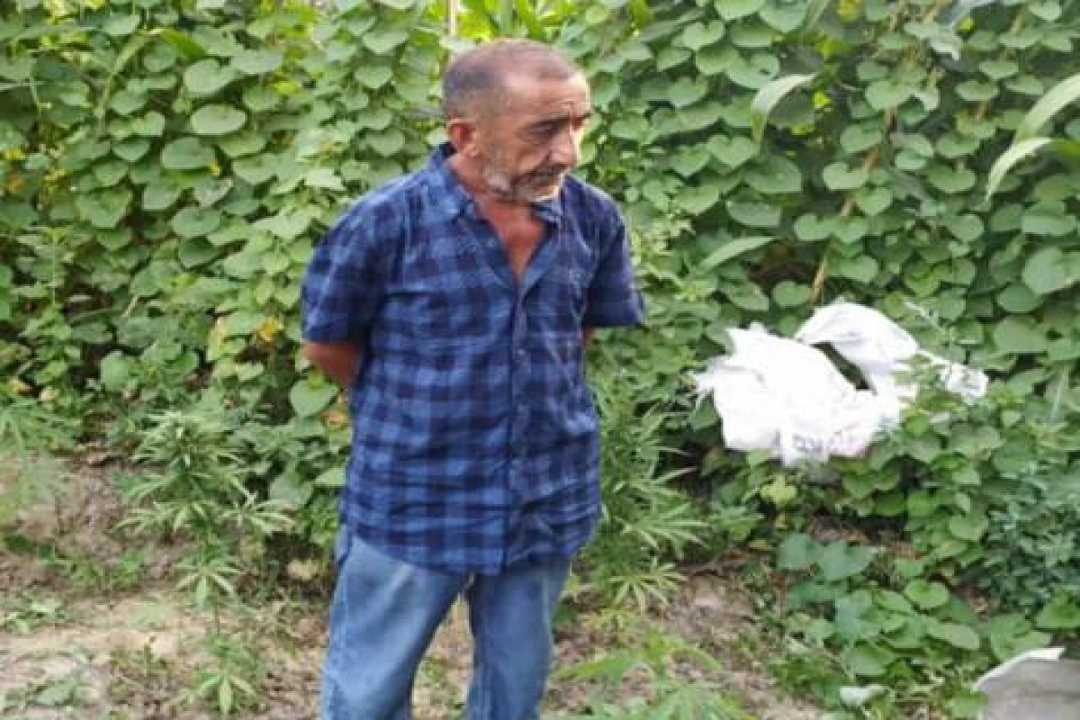 Çətənə yetişdirən Heybətovun qolları qandallandı