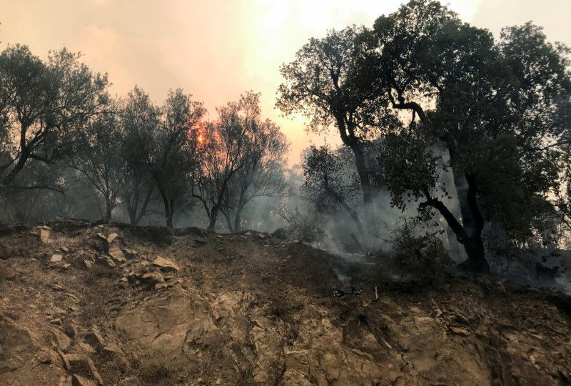 Əlcəzairdə meşə yanğınlarında 18 hərbçi ölüb