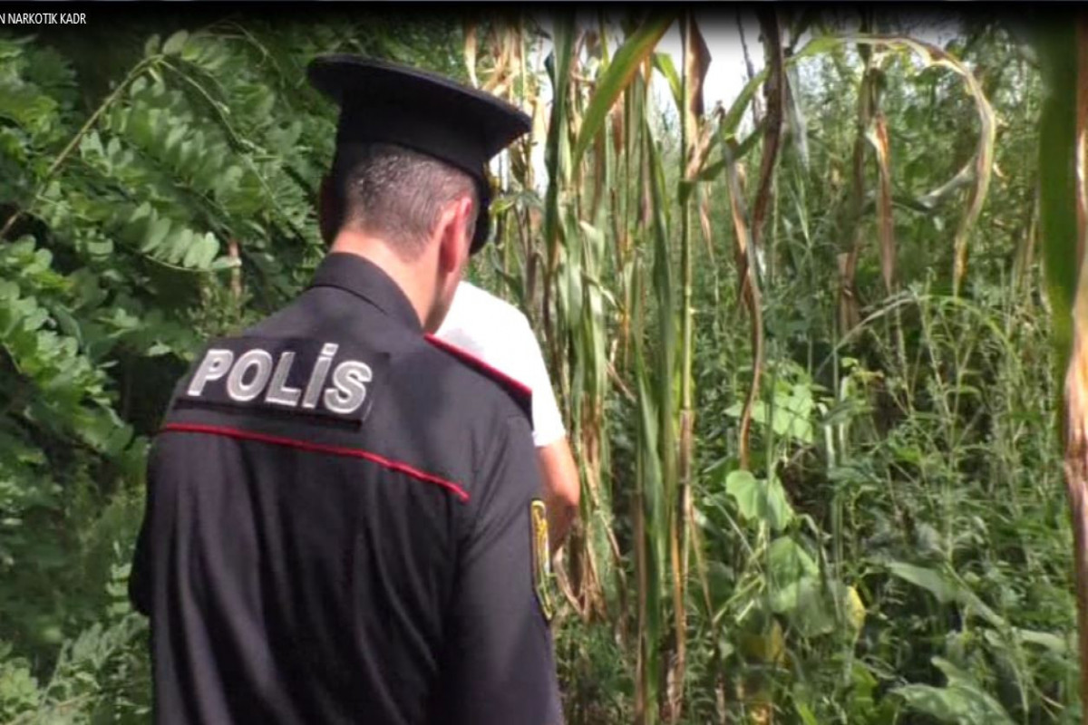 Qarğıdalı sahəsində narkotik əkənlər tutuldu - FOTO