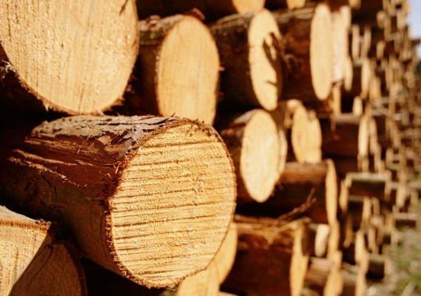 Qanunsuz yolla əldə edilən meşə materialı aşkarlandı