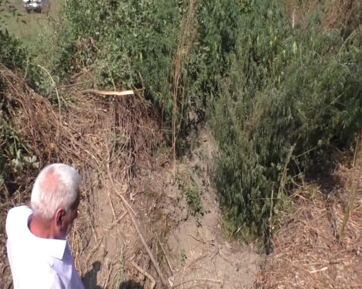 Balakəndə narkotik plantasiyası aşkarlandı  