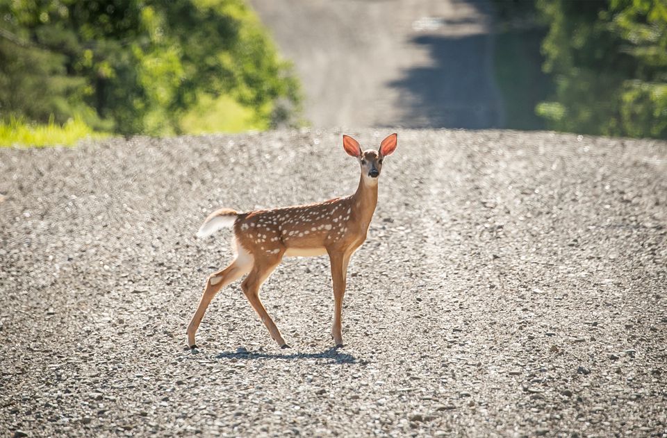 Dünyada ilk: Maral koronavirusa yoluxdu
