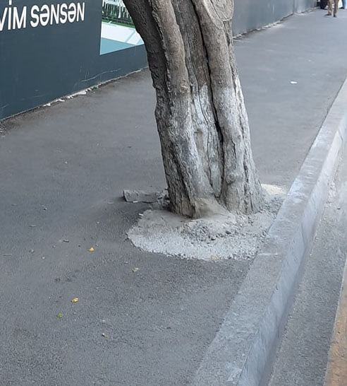 Bakıda asfaltlanan ağacların dibi təmizləndi - FOTO