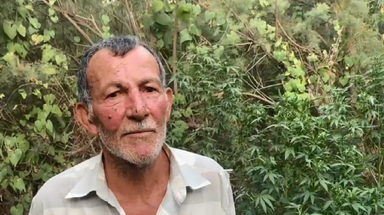 Narkotik yetişdirən dəstə saxlanıldı - FOTO