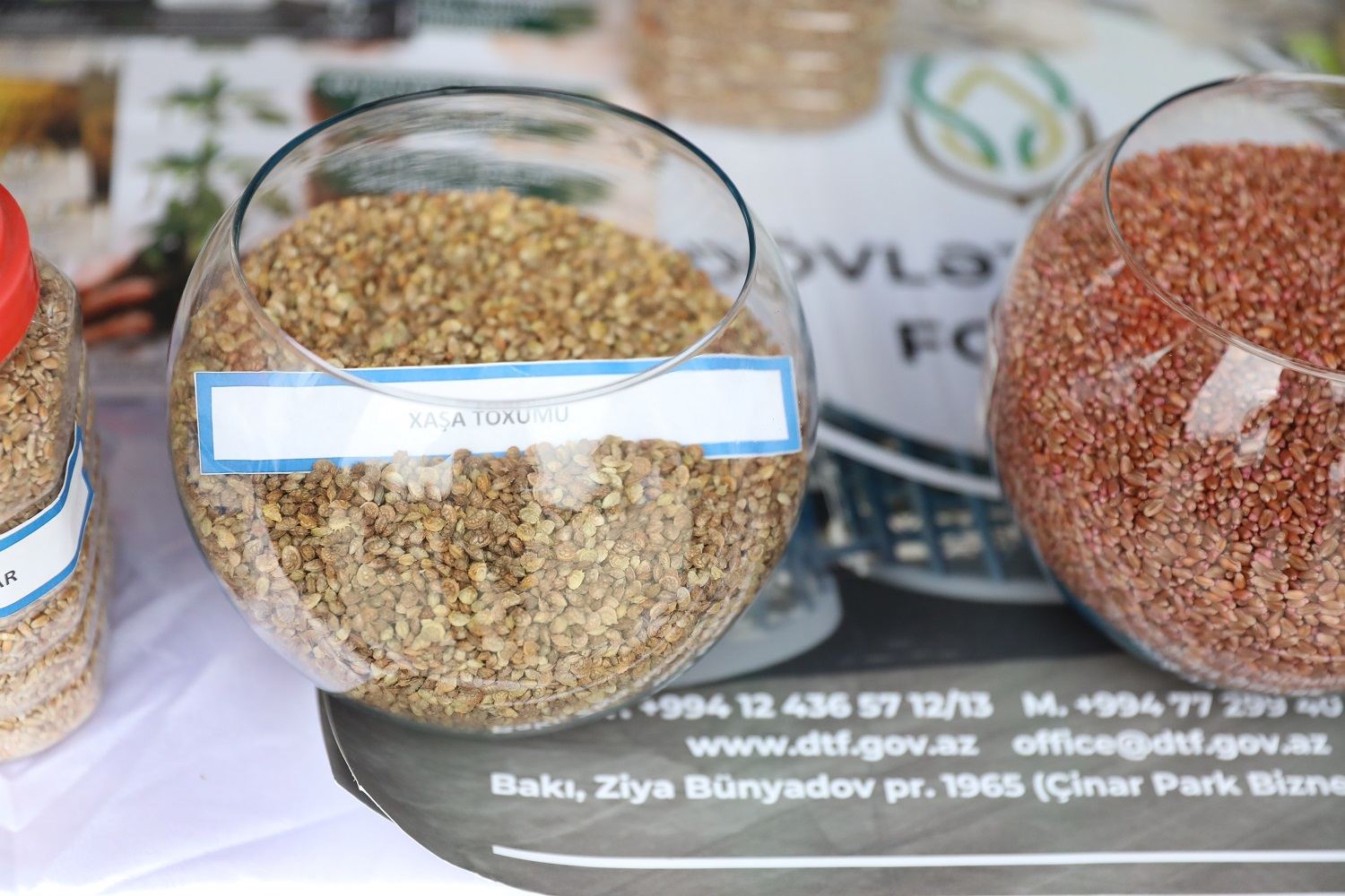 Cəlilabadda toxum sərgi-satış yarmarkası keçirilib - FOTO