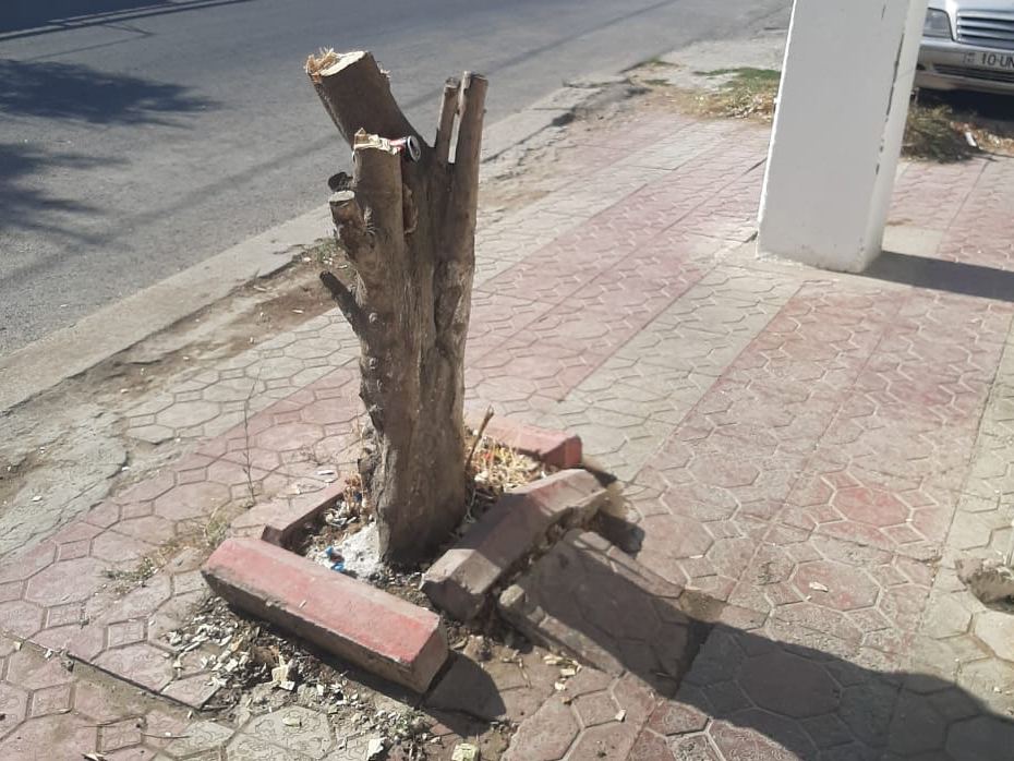 Binəqədidə ağacların kəsilməsi ilə bağlı araşdırma aparılır