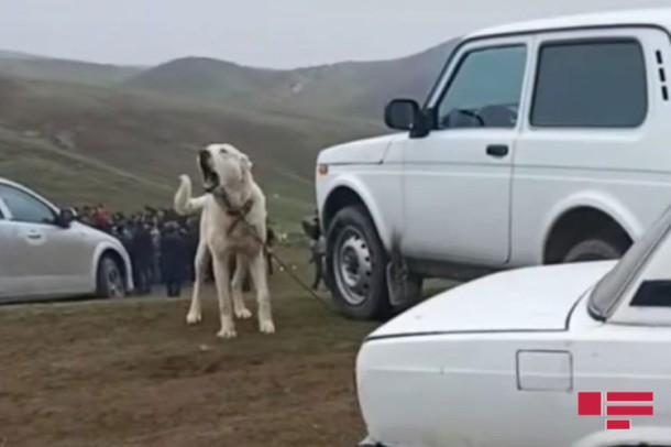 Göygöldə qanunsuz it döyüşləri - Foto