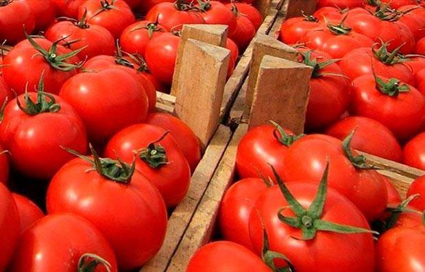 Rusiyadan daha 12 müəssisəyə pomidor idxalına icazə
