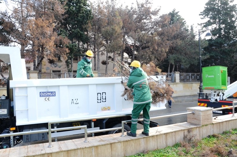 Bakıda qurumuş ağaclar utilizasiya edilir - FOTOLAR