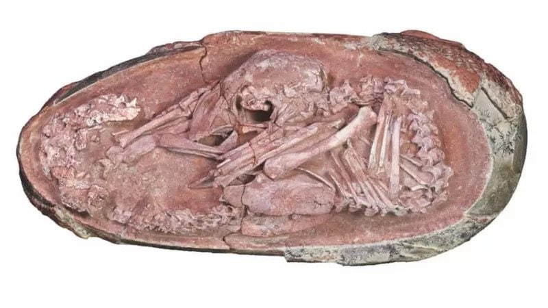 Çində dinozavr embrionu tapılıb