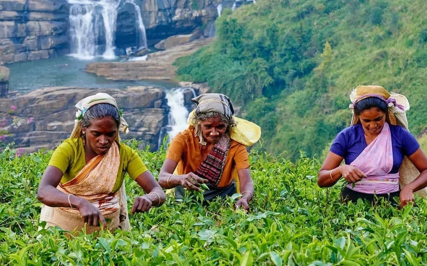 Şri-Lanka İranın borcunu çayla ödəməyi planlaşdırır