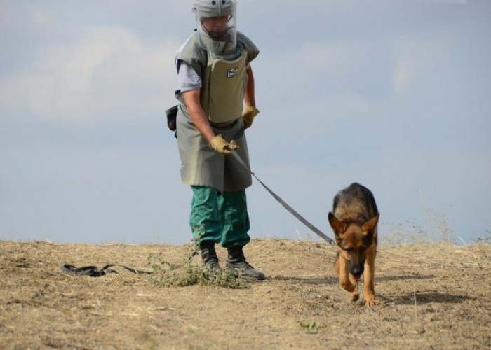 Minaaxtaran itlərin idxalı vergidən azad edildi