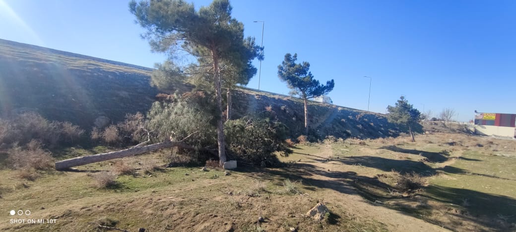 Ağacların kəsilməsi araşdırılır