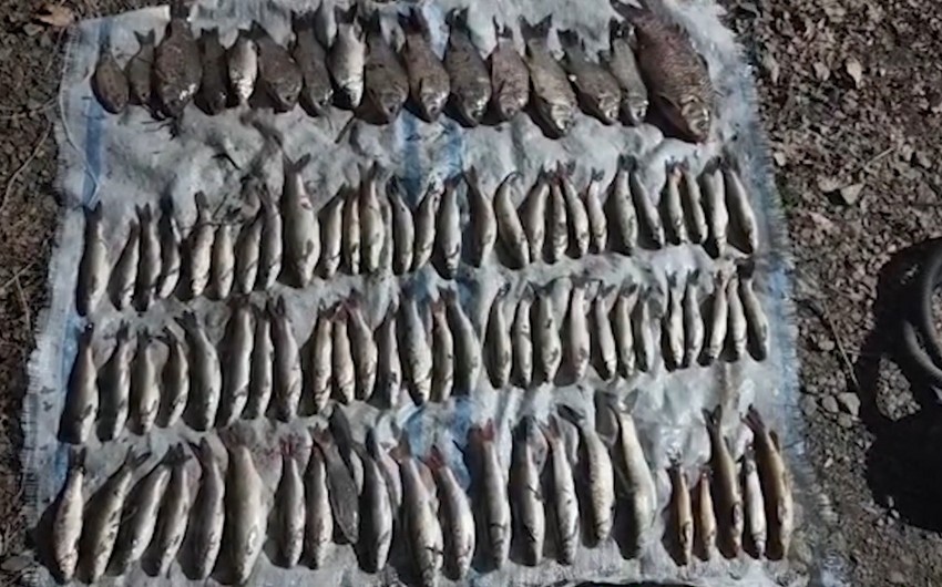 Balıqları “tok”a verən ovçular tutuldu - FOTOLAR