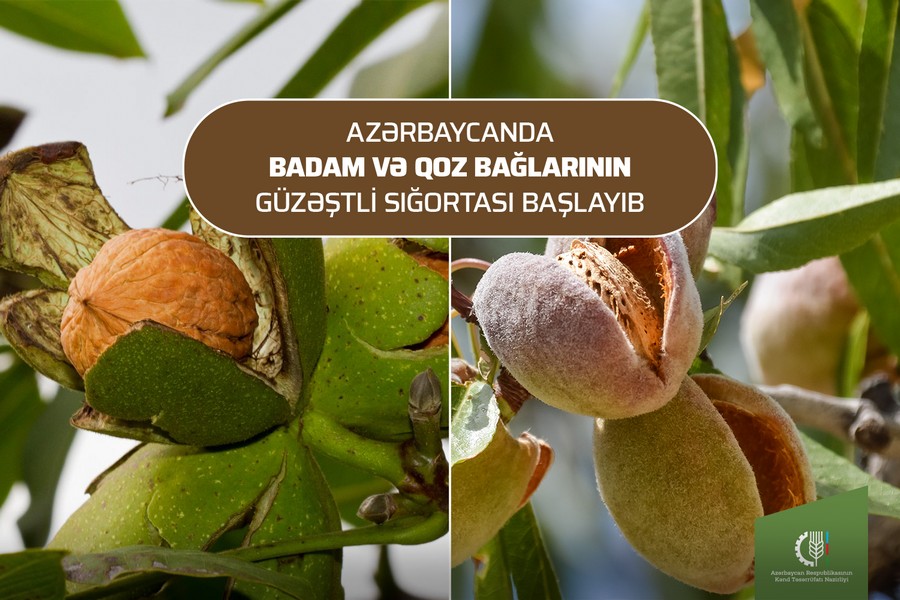 Badam və qoz bağlarının güzəştli sığortası başladı