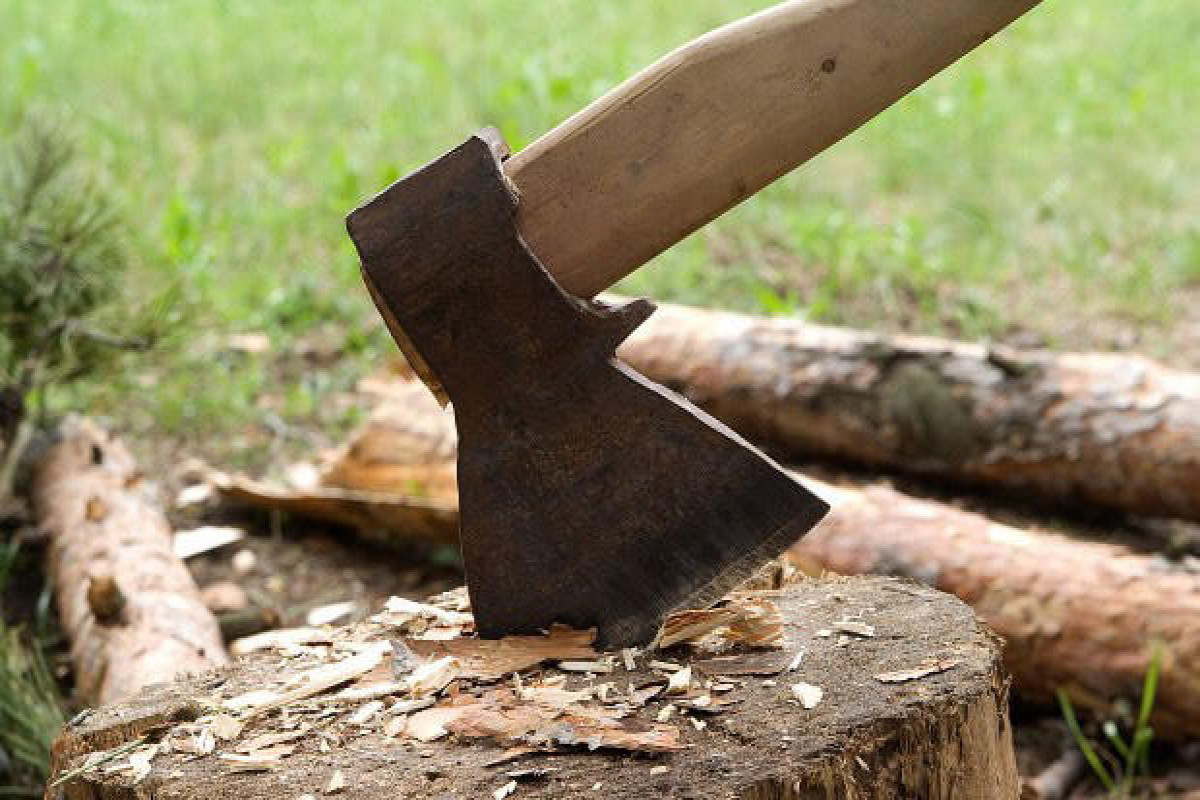 Bakıda ağaclar kəsilib - Araşdırmalar aparılır