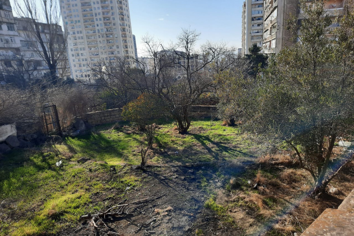 Ağacların zədələnməsi ARAŞDIRILIR