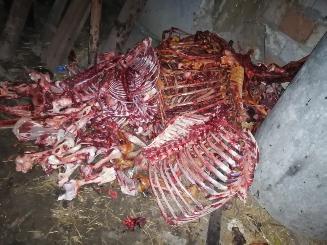 İsmayıllıda atları kəsib, ətini Bakıda satmaq istədi