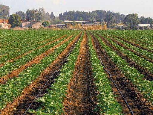 Limon və portağal bağlarının sığorta şərtləri açıqlandı