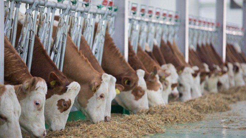 Simmental inəklərinin satışına başlanıldı - FOTOLAR