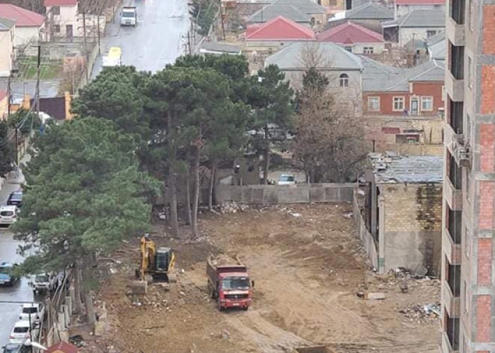 Xırdalanda tikinti şirkəti ağacları kəsdi - FOTOLAR