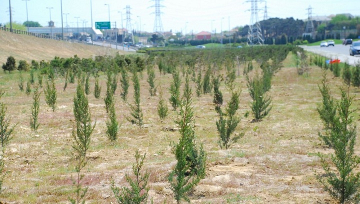 Bayram günlərində 40 mindən çox ağac əkilib