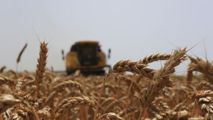 Ruslar əkin yerlərini minalayır  - Taxıl böhranı yetişir