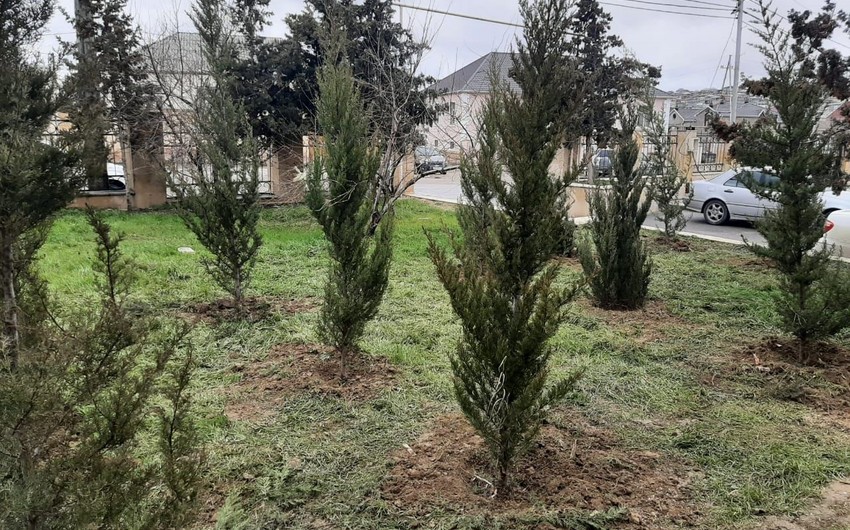 Azərbaycanda daha çox bu ağaclar əkilir