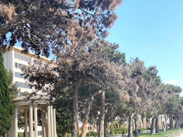 Nazirlik Bakıda şam ağaclarının qurumasının səbəbini AÇIQLADI